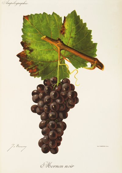 Mornen Noir üzümü, J. Troncy by Jules Troncy