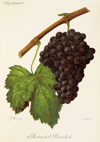 Morrastel-Bouschet üzümü, J. Troncy by Jules Troncy