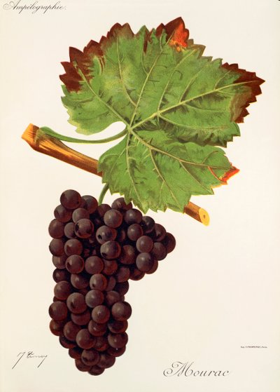 Mourac üzümü, J. Troncy by Jules Troncy