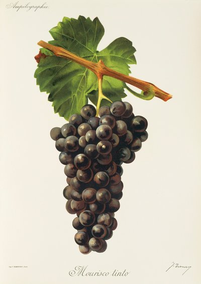 Mourisco Tinto üzümü, J. Troncy by Jules Troncy