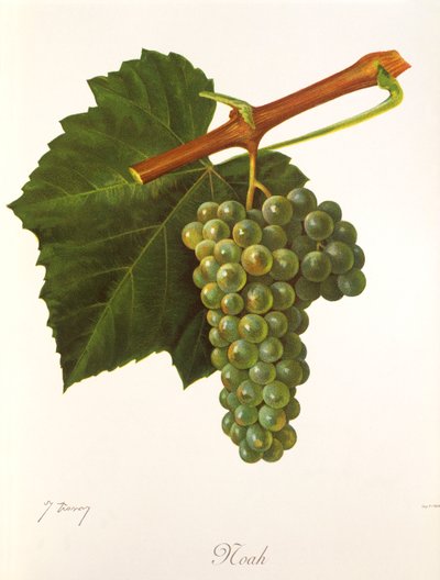 Nuh üzümü, J. Troncy by Jules Troncy