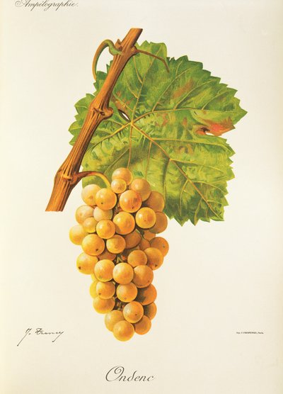 Ondenc üzümü, J. Troncy by Jules Troncy