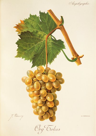 Org Tokos üzümü, J. Troncy by Jules Troncy