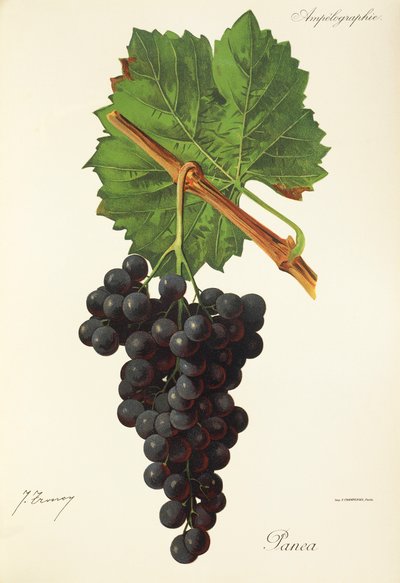 Panea üzümü, J. Troncy by Jules Troncy
