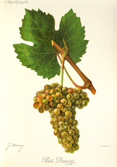 Petit Danezy üzümü, J. Troncy by Jules Troncy