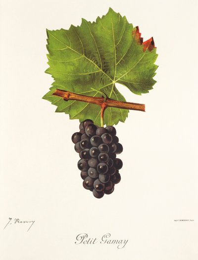 Petit Gamay üzümü, J. Troncy by Jules Troncy