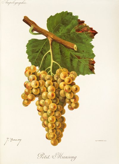 Petit Manseng üzümü, J. Troncy by Jules Troncy
