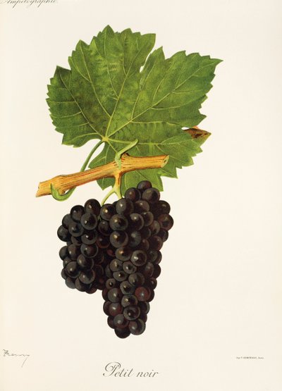 Petit Noir üzümü, J. Troncy by Jules Troncy