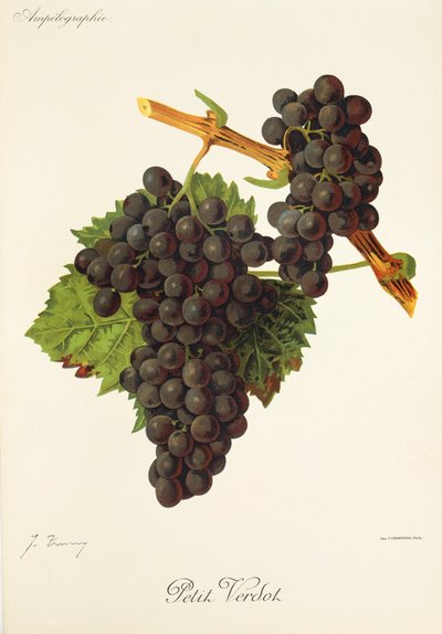 Petit Verdot üzümü, J. Troncy by Jules Troncy