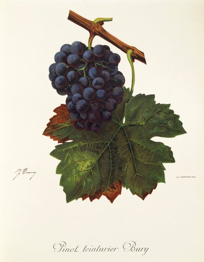 Pinot Teinturier Bury üzümü, J. Troncy by Jules Troncy