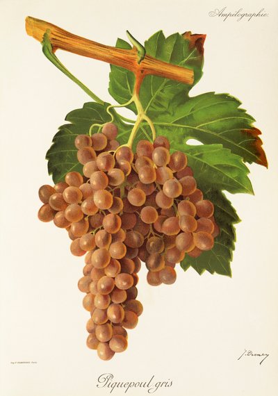 Piquepoul Gris üzümü, J. Troncy by Jules Troncy