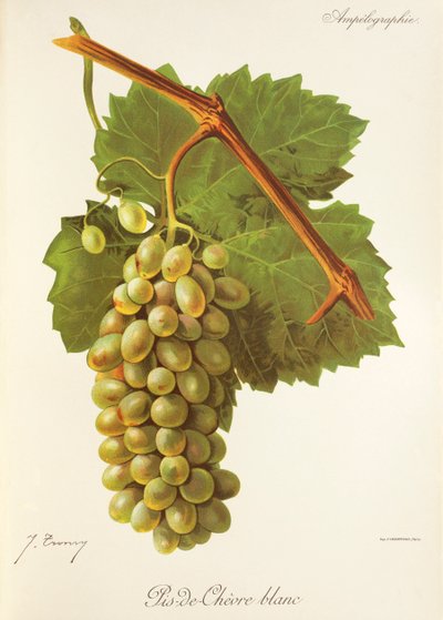 Pis-de-Chevre Blanc üzümü, J. Troncy by Jules Troncy
