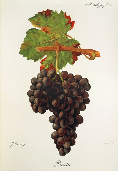 Pointu üzümü, J. Troncy by Jules Troncy