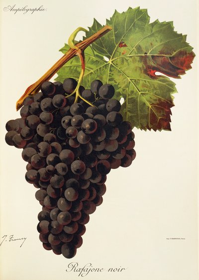 Rafajone Noir üzümü, J. Troncy by Jules Troncy