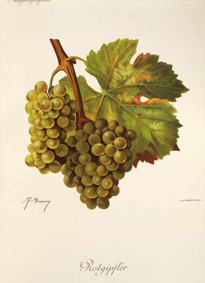 Rotgipfter üzümü, J. Troncy by Jules Troncy
