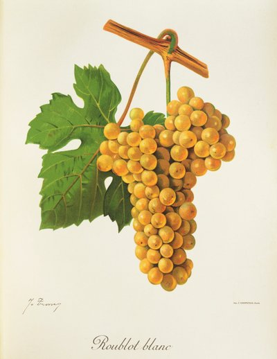 Roublot Blanc üzümü, J. Troncy by Jules Troncy