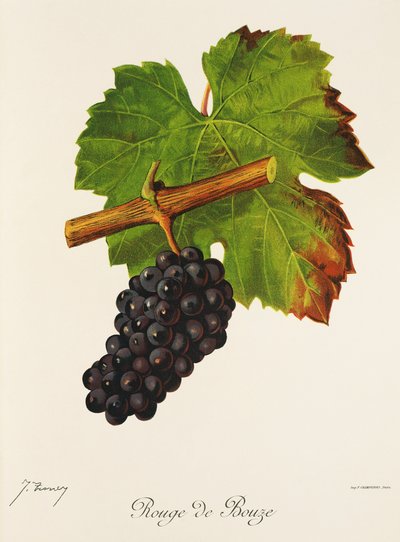 Rouge de Bouze üzümü, J. Troncy by Jules Troncy