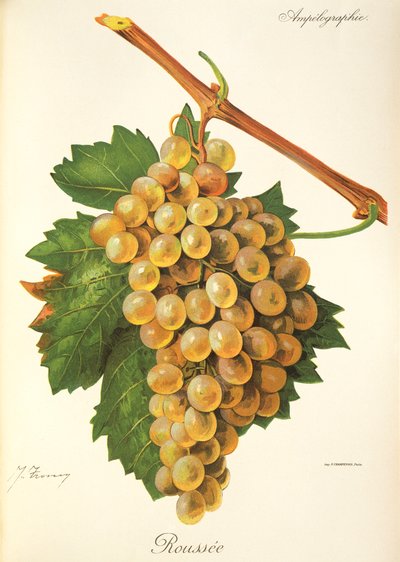 Roussee üzümü, J. Troncy by Jules Troncy