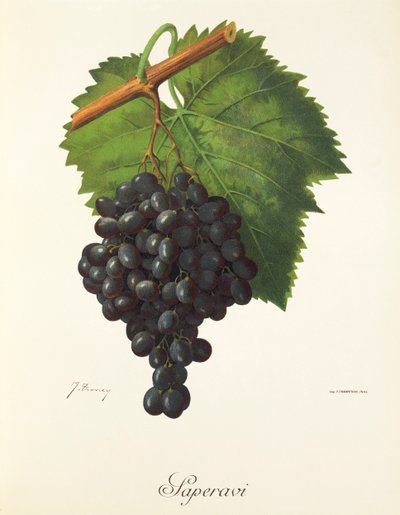 J. Troncy tarafından Saperavi üzümü by Jules Troncy
