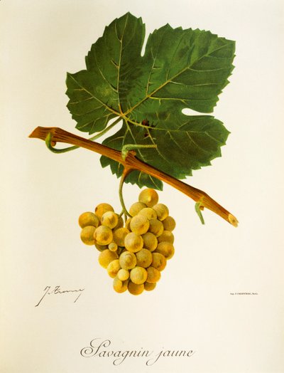 J. Troncy tarafından Savagnin Jaune üzümü by Jules Troncy
