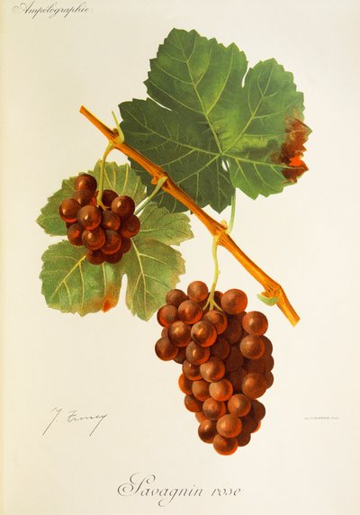 Savagnin Gül üzümü, J. Troncy by Jules Troncy
