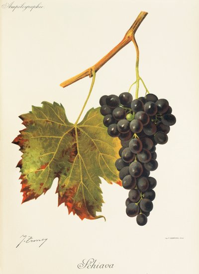 Üzüm kölesi J. Troncy by Jules Troncy
