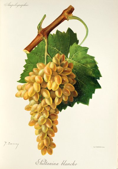 J. Troncy tarafından Sultanina Blanche üzümü by Jules Troncy