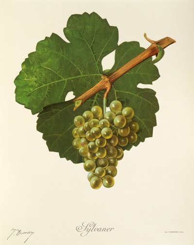Sylvaner üzümü, J. Troncy by Jules Troncy