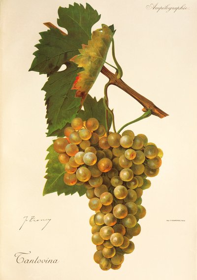 Tantovina üzümü, J. Troncy by Jules Troncy