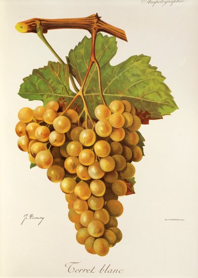 Blanc üzüm korkutuyor J. Troncy by Jules Troncy