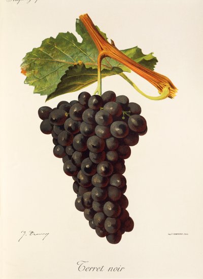 Noir üzümü korkutuyor J. Troncy by Jules Troncy