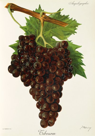 Tibouren üzümü, J. Troncy by Jules Troncy