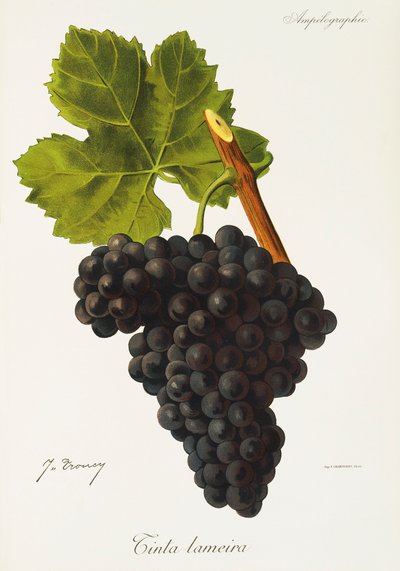 J. Troncy tarafından Lameira üzüm mürekkebi by Jules Troncy