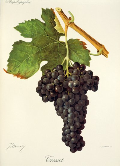 Tressot üzümü, J. Troncy by Jules Troncy