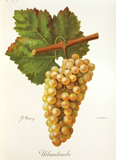 Urbanitraube üzümü, J. Troncy by Jules Troncy