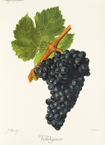 Valdiguier üzümü, J. Troncy by Jules Troncy