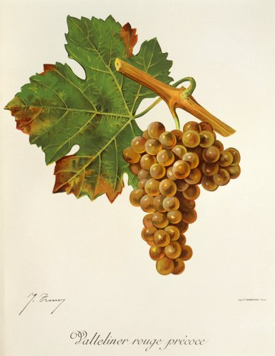 Valteliner Rouge Precoce üzümü, J. Troncy by Jules Troncy