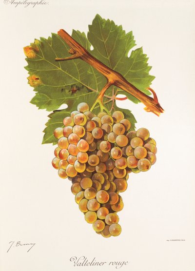 Valteliner Rouge üzümü, J. Troncy by Jules Troncy