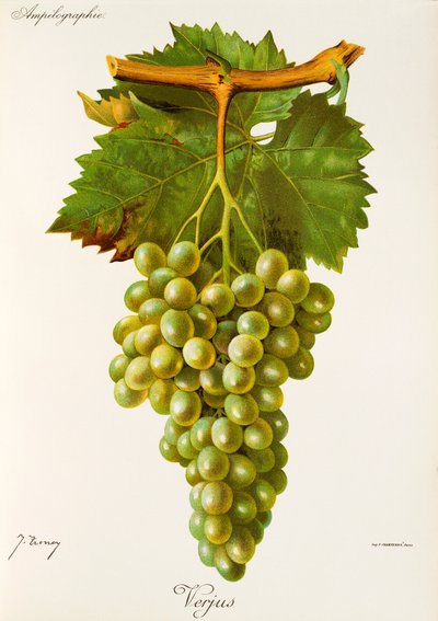 Verjus üzümü, J. Troncy by Jules Troncy