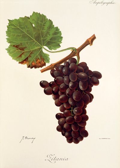 Zitania üzümü, J. Troncy by Jules Troncy