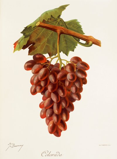 colorada üzümü, J. Troncy by Jules Troncy