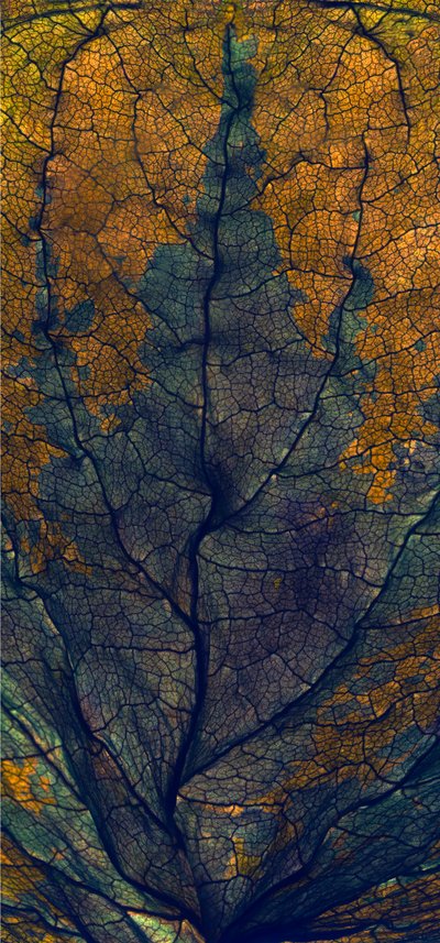 Coleus Window, 2008, (dijital fotogram, dijital orijinal baskı) by Julia McLemore