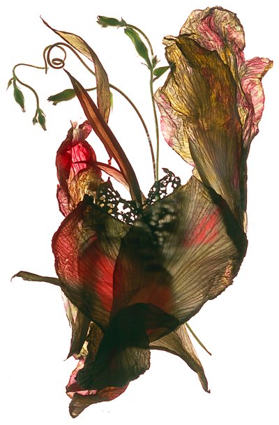 Morning Glory Canna Heart, 2012, (dijital fotogram) by Julia McLemore
