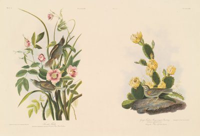 Sahil Finch; ve Grafs Finch veya Bay Kanatlı Kiraz Kuşu by Julius Bien after John James Audubon
