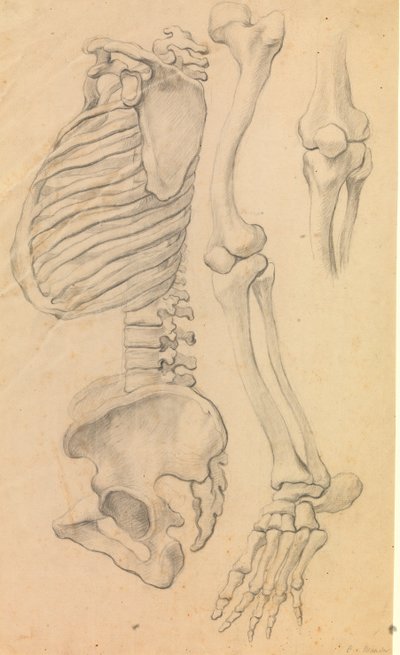 Göğüs ve pelvis ile omurga, sola doğru profil; ayrıca kalçadan parmak ucuna kadar sol bacak kemikleri ve diz detayı. (1662?). by Karel van III Mander