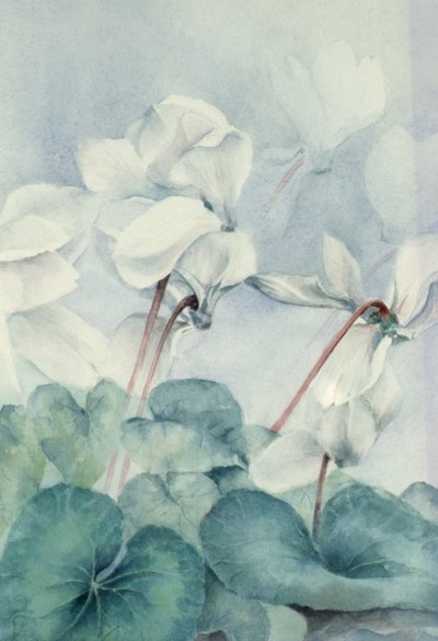 Siklamen, Triumph Beyaz by Karen Armitage