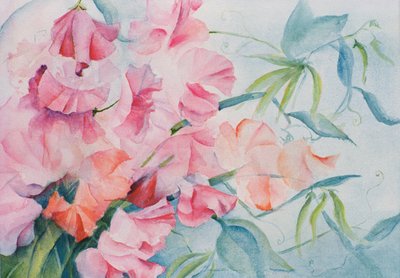 Lathyrus Odoratus, Tatlı Bezelye (yatay) by Karen Armitage