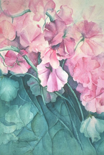 Tatlı Bezelye, Pembe Gurur (dikey) by Karen Armitage
