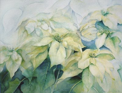 Beyaz Poinsettia (yatay) by Karen Armitage