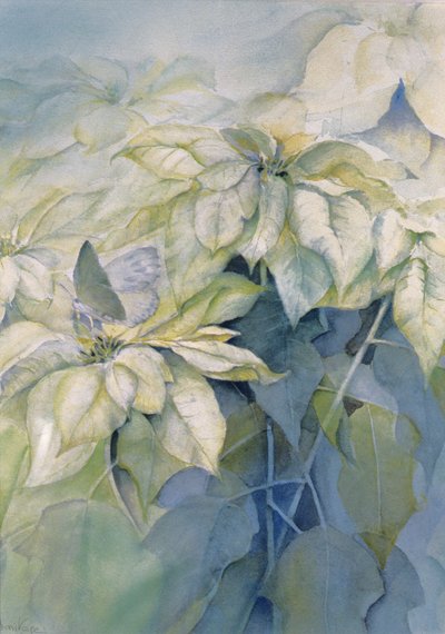 Beyaz Poinsettia (dikey) by Karen Armitage